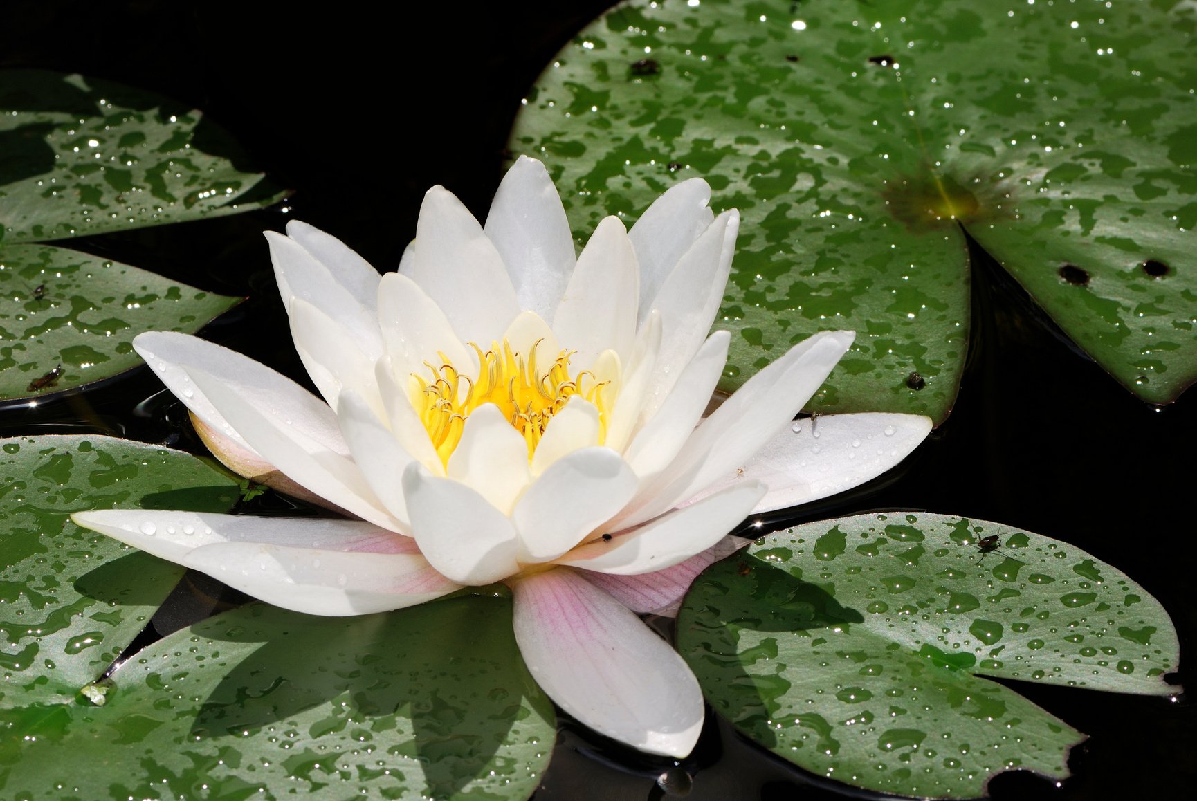 White Lotus